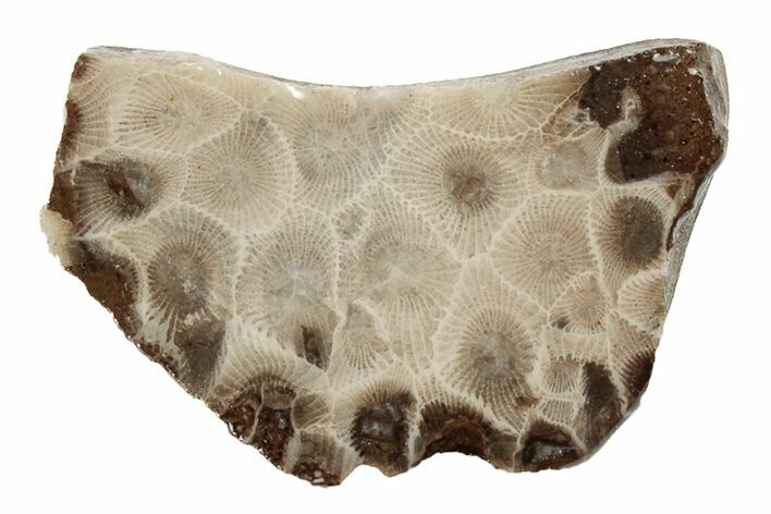 Polished Petoskey Stone (Fossil Coral) Slab - Michigan #204866